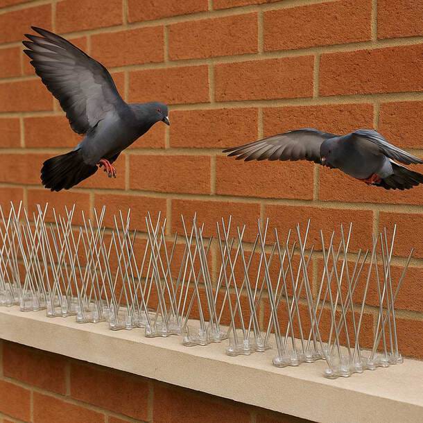 Bird Spikes